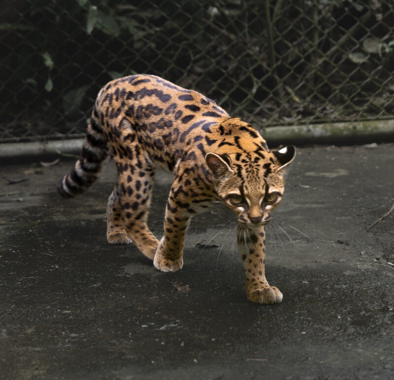 Small feline, but with a rather thick tail for its size. Its paws are also quite broad in comparison.