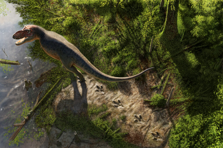 View looking down at a T. rex and footprints in the mud behind it.