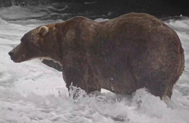 A large, dark bear standing in water.