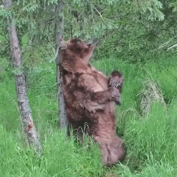 And the Fat Bear Week winner is … Backpack!