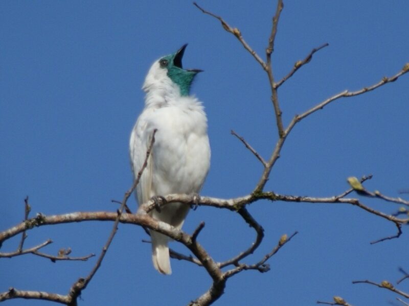 World's loudest birds: A white-feathered bird on a bare branch with its blue beak and throat angled upward and open in song.