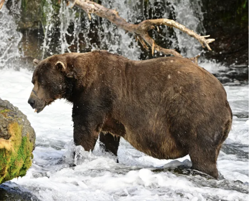 A fat brown bear in a river!