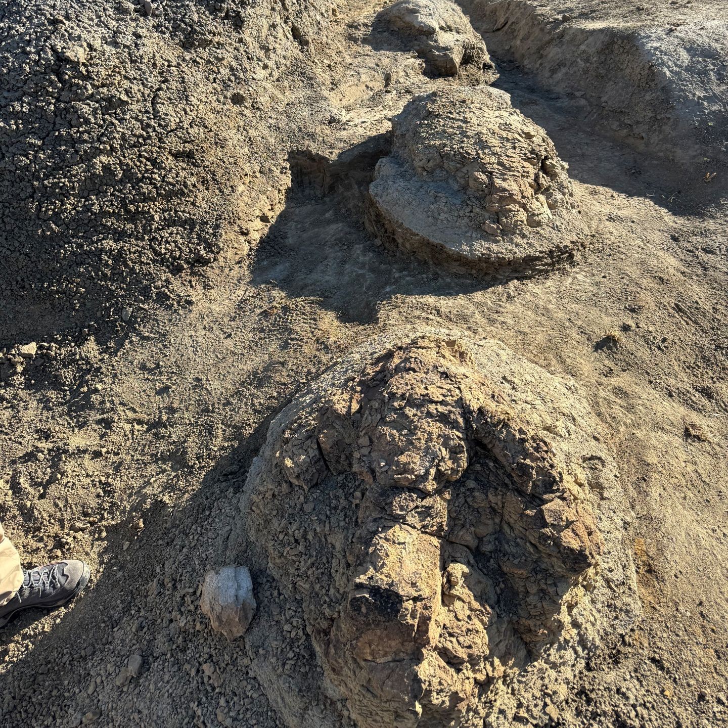 1st adult T. rex trackway found by high school teacher