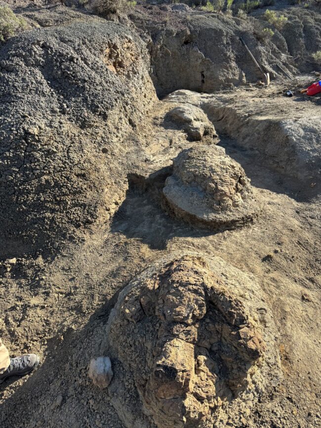T. rex trackway: 4 large raised footprints in sand, the closest showing 3 toes.