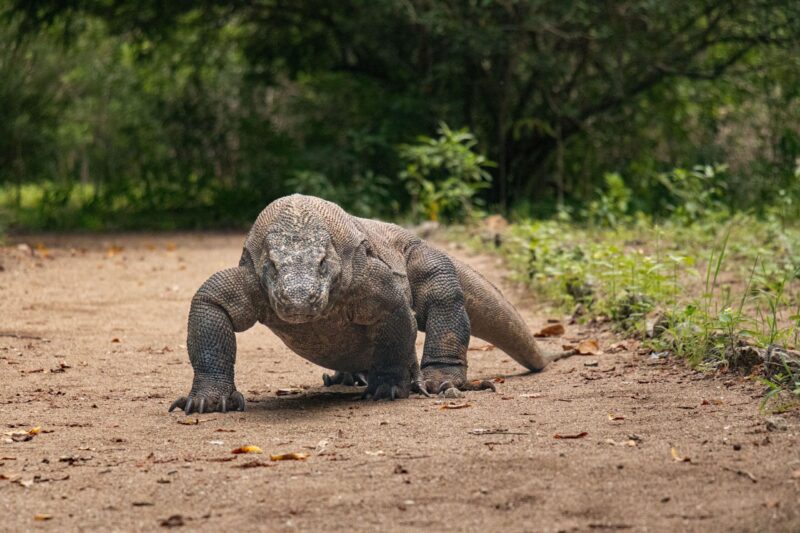 A massive, muscular reptile with powerful legs walks across the forest ground.