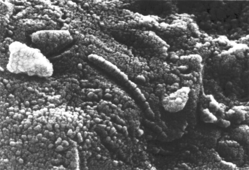 Life beyond Earth: Closeup, microscopic view of bumpy structures on a rock surface, one looking like a worm.
