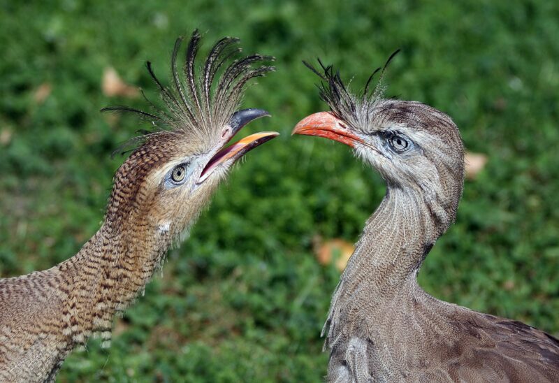 2 birds facing each other with big plumages above their beaks.