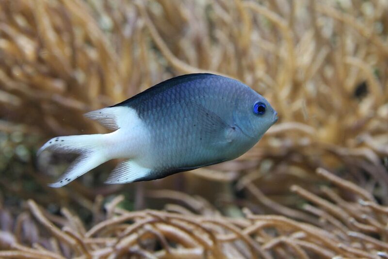 A fish with a blue, rounded body, white, forked tail, and large blue eyes.