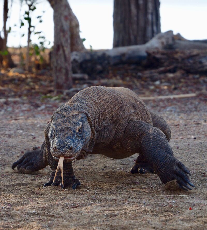A heavily muscled reptile walks toward the camera with its forked tongue touching the ground.