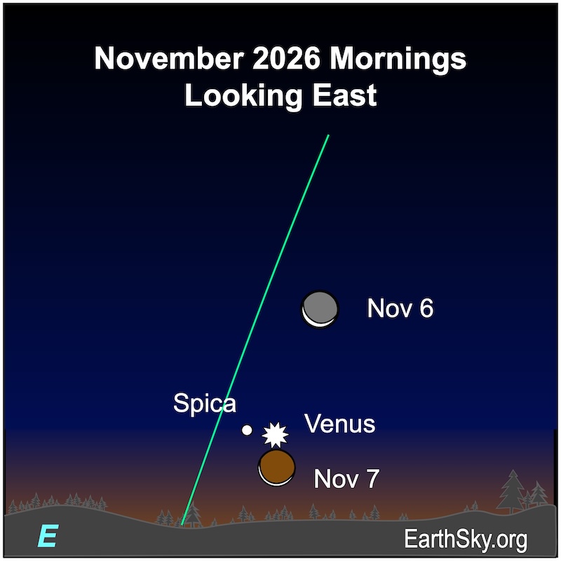 Chart showing a thin crescent shape, the moon, above a wavy line, the horizon. Immediately above the wavy line is a starred dot, Venus and a dot, the star Spica. On the next morning, an even thinner crescent shape, the moon, is between the wavy line and the starred dot.
