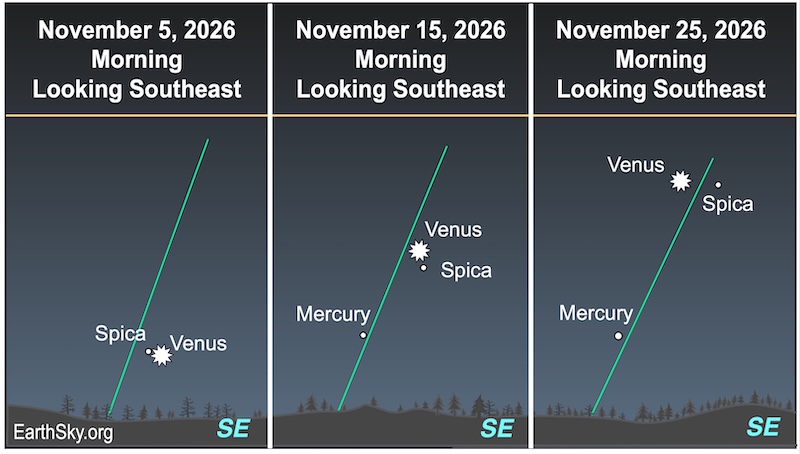 There are three charts showing the movement of a starred dot, Venus, during November. In the first chart, a starred dot, Venus, lies right a dot, the star Spica. In the second, the starred dot of Venus has moved above of the dot of Spica. In the third, the starred dot of Venus lies immediately left of the dot of Spica. Far below them is a small dot, Mercury, and a wavy line, the horizon.