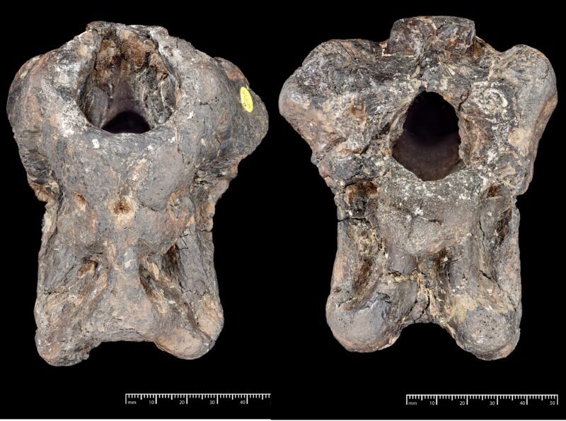 Rocky, bony structure with a protuberances at bottom and a hole at the top.