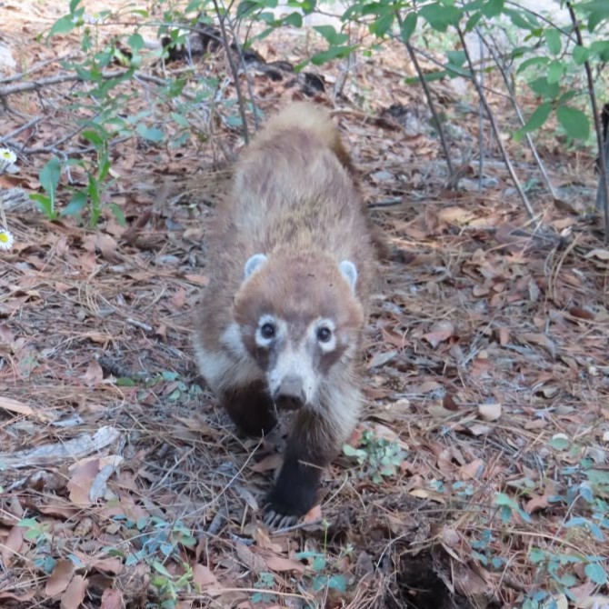 An animal with a white snout walking toward camera.