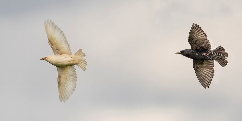 Photo of a leucistic starling next to a normally colored bird