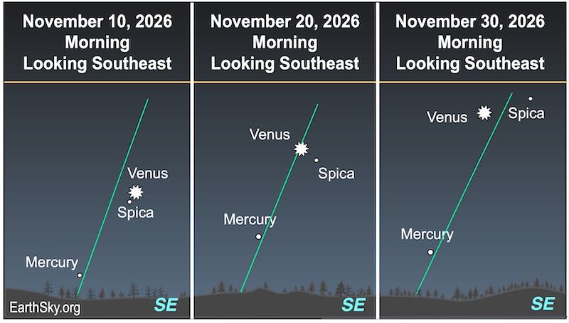 Three charts showing the appearance of Mercury in November. In the first, a small dot, Mercury is just above a wavy line, the horizon. Above them are a starred dot, Venus, and a small dot, the star Spica. In the second, the small dot, Mercury, has moved higher above the wavy line, the horizon. In the third, the small dot, Mercury, has dropped closer to a wavy line.