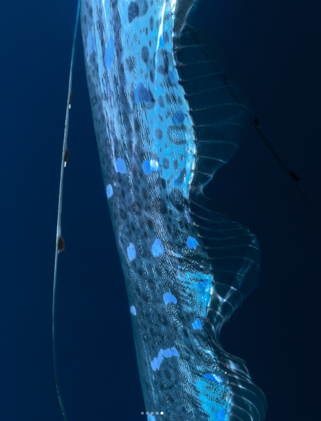 A long oarfish with a wavy dorsal fin along its back and ribbon-like pelvic fins.
