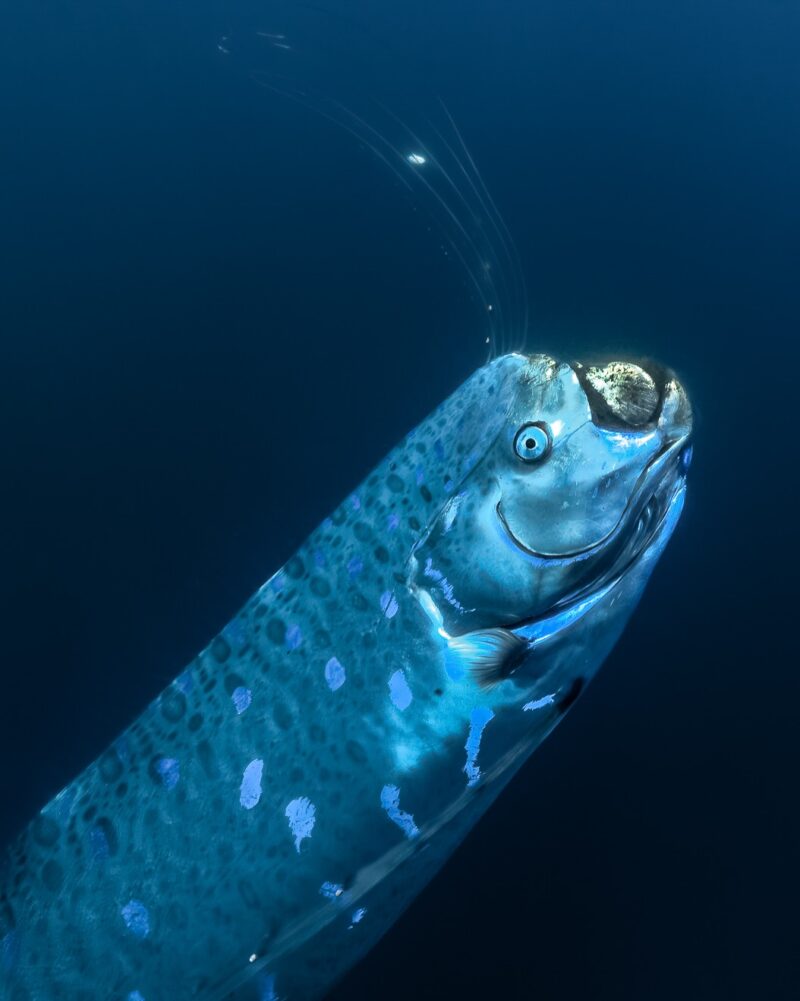 A long, spotted deep-sea fish with glowing white spots and long filaments on its head.