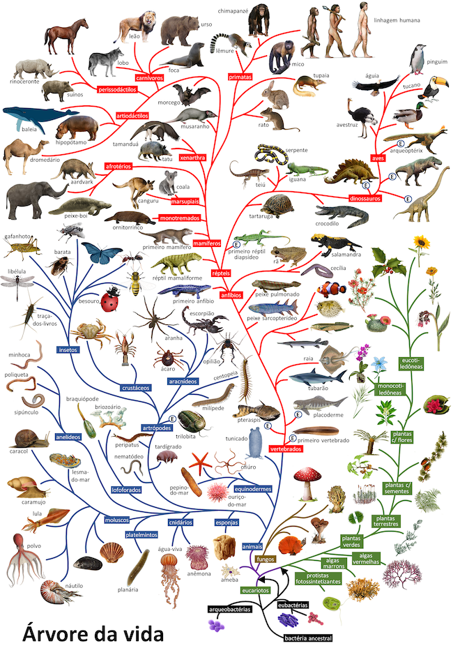Worlds more habitable than Earth: Diagram of many different lifeforms connected by curving lines like branches on a tree.