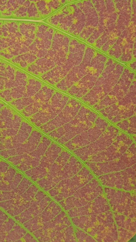 A close-up of a leaf showing bright green veins surrounding heavily mottled reddish-brown surface.