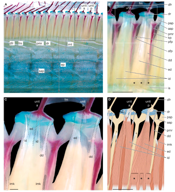 Four images showing fish bones, muscles and tendons that control fin movement.
