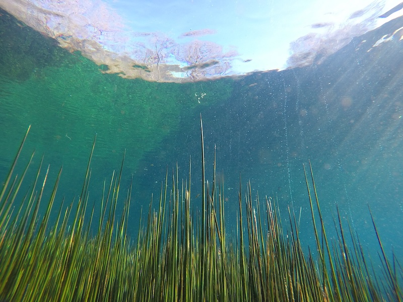 Worlds more habitable than Earth: Tall, skinny green plants pointing upward underwater, with tiny bubbles coming off of them.