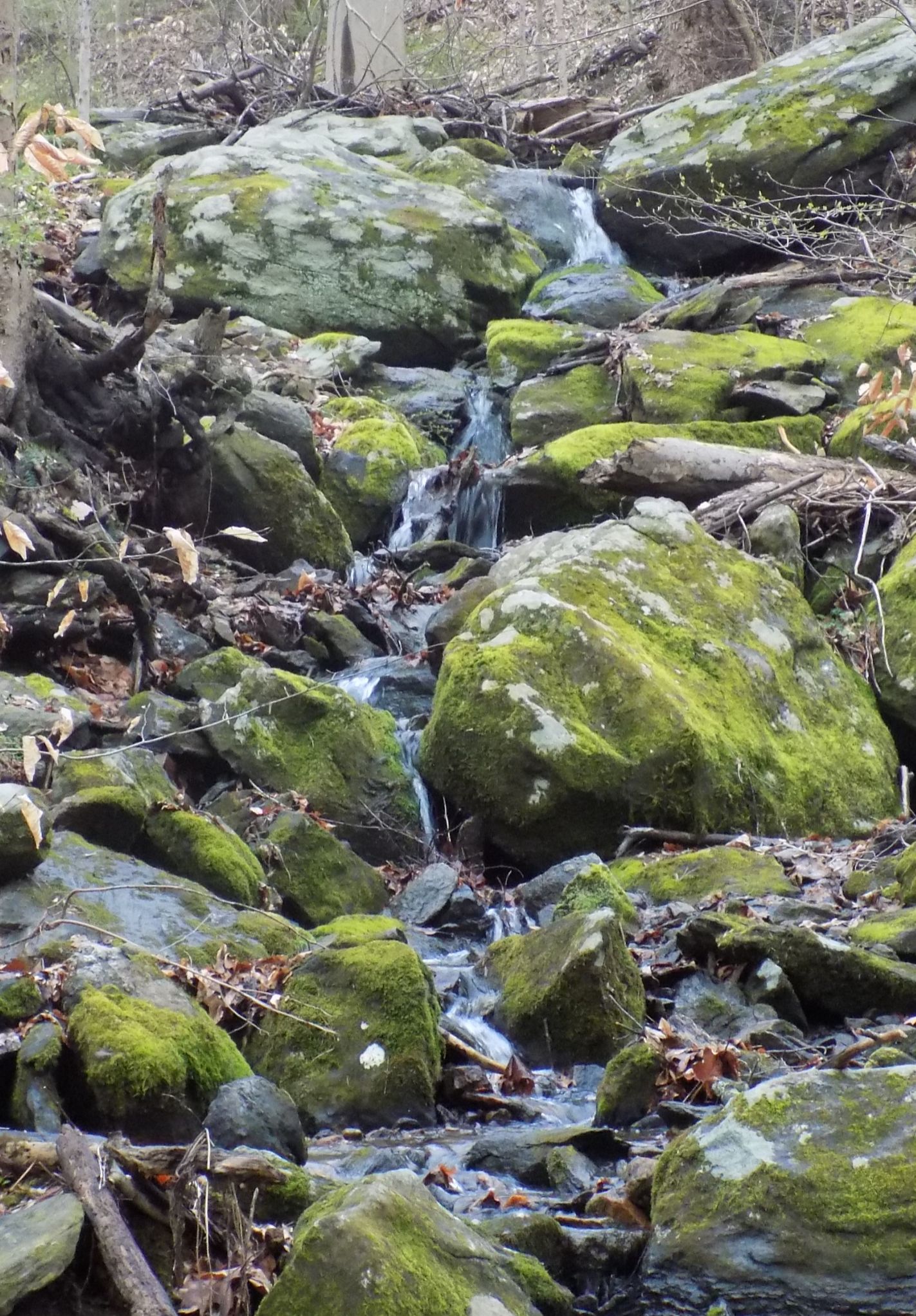 Community photo entitled  by john washco on 03/30/2020 at ridley creek state park media pa