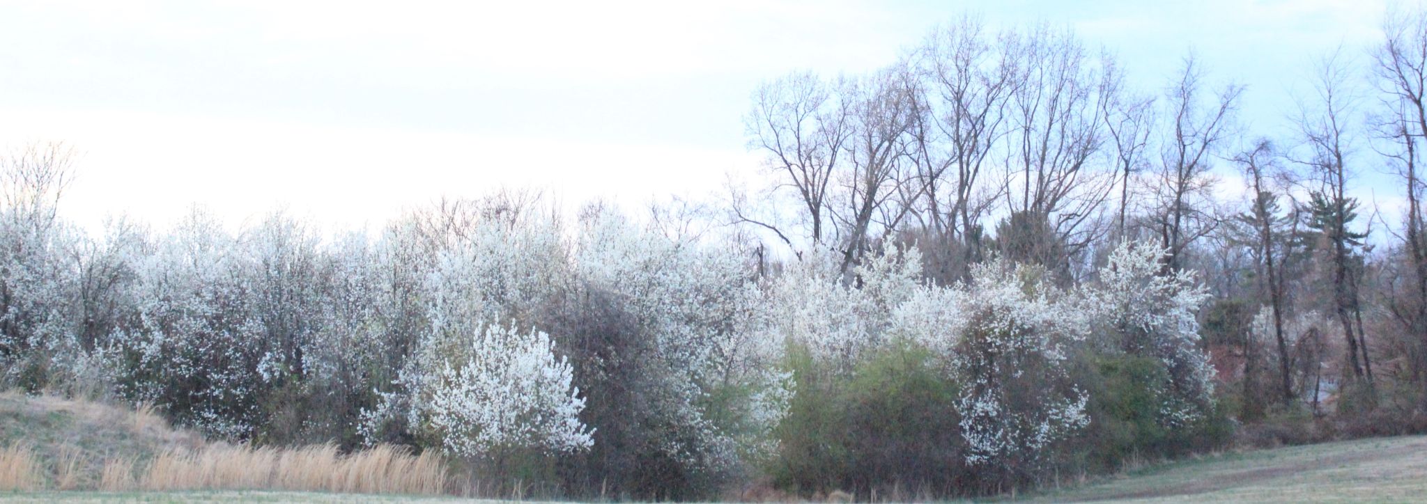 Community photo entitled  by john washco on 03/30/2020 at ridley creek state park media pa