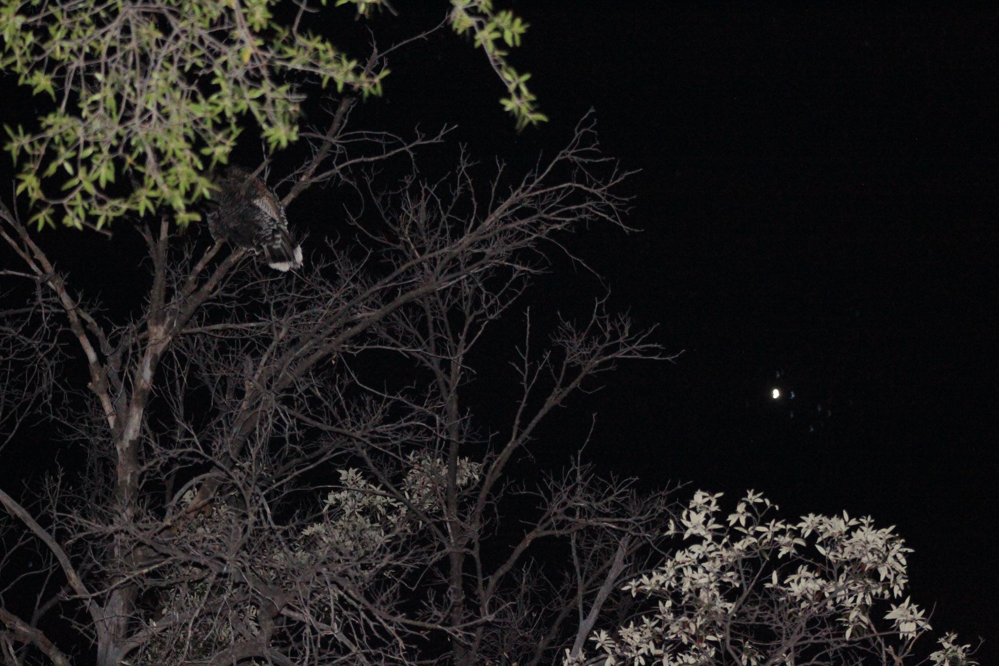 Community photo entitled  by Ken Lamberton on 04/03/2020 at Bisbee, AZ, USA