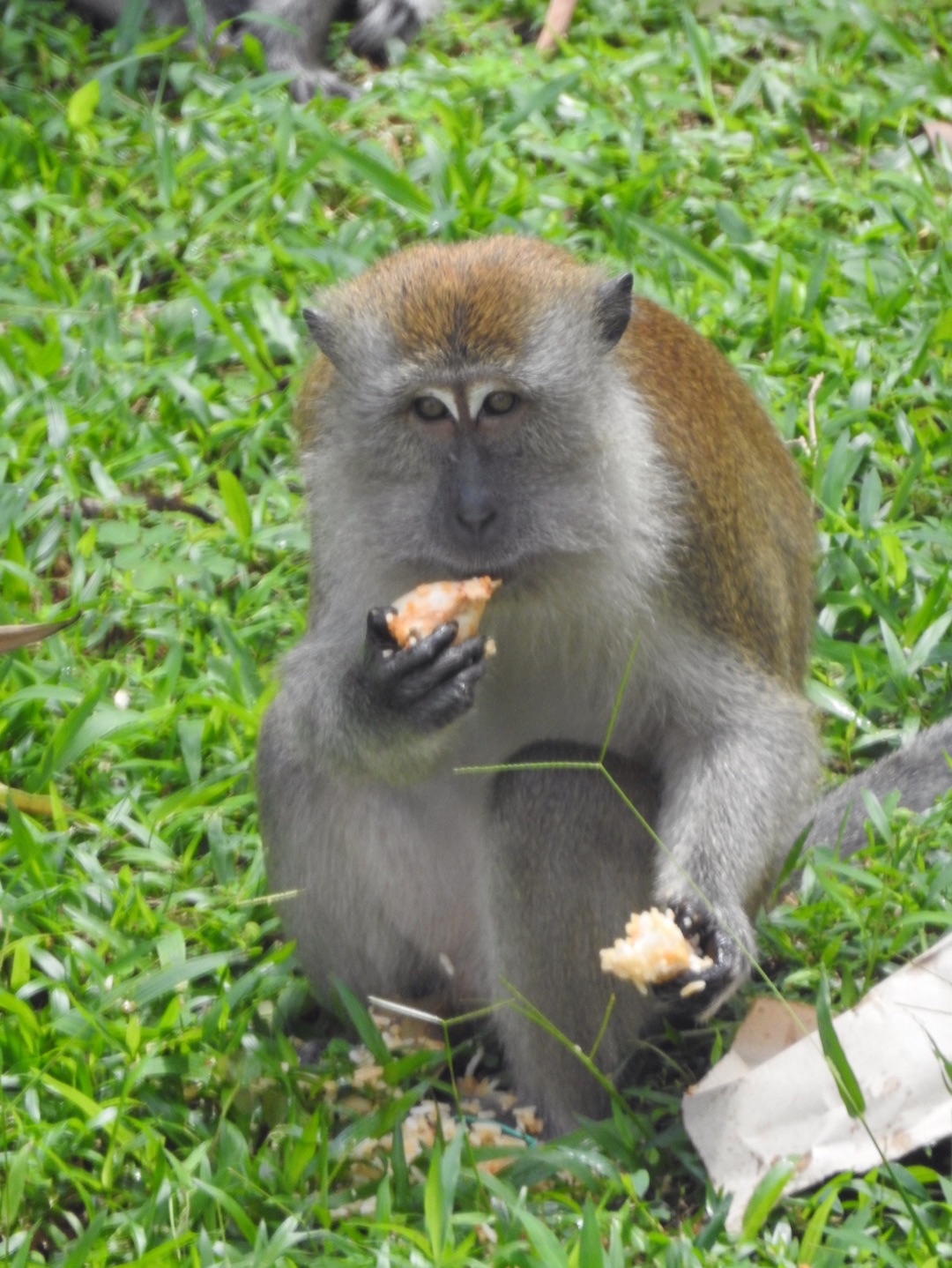 Community photo entitled  by Nur Evangeline Nur Evangeline Miswan on 12/06/2019 at Lumut,Perak,Malaysia