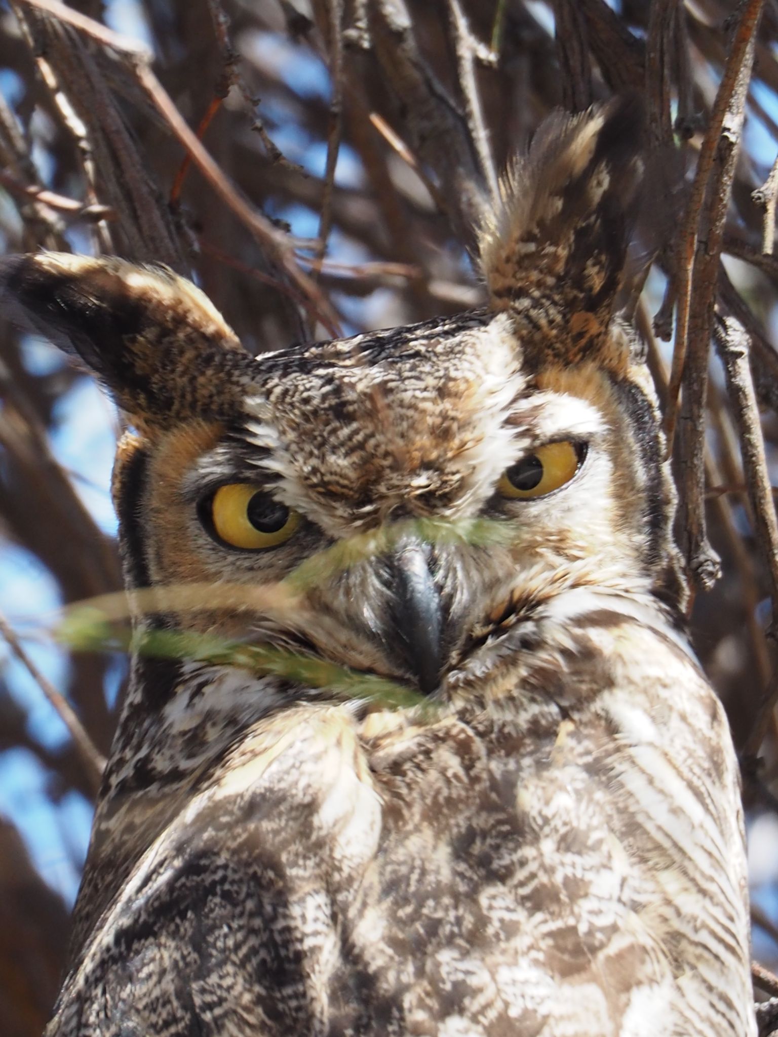 Community photo entitled  by William Lupton on 04/04/2020 at Westbrook Village Peoria, AZ, USA