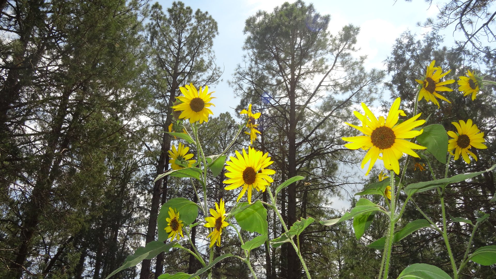 Community photo entitled  by Carolyn Oxley on 06/15/2020 at Tijeras, New Mexico