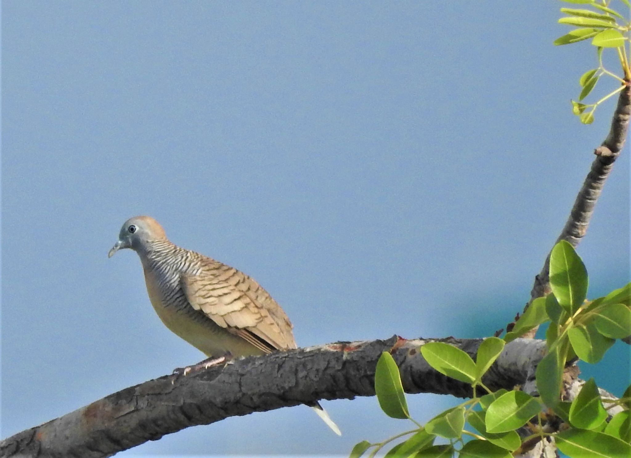 Community photo by Kannan A | Woodlands, Singapore