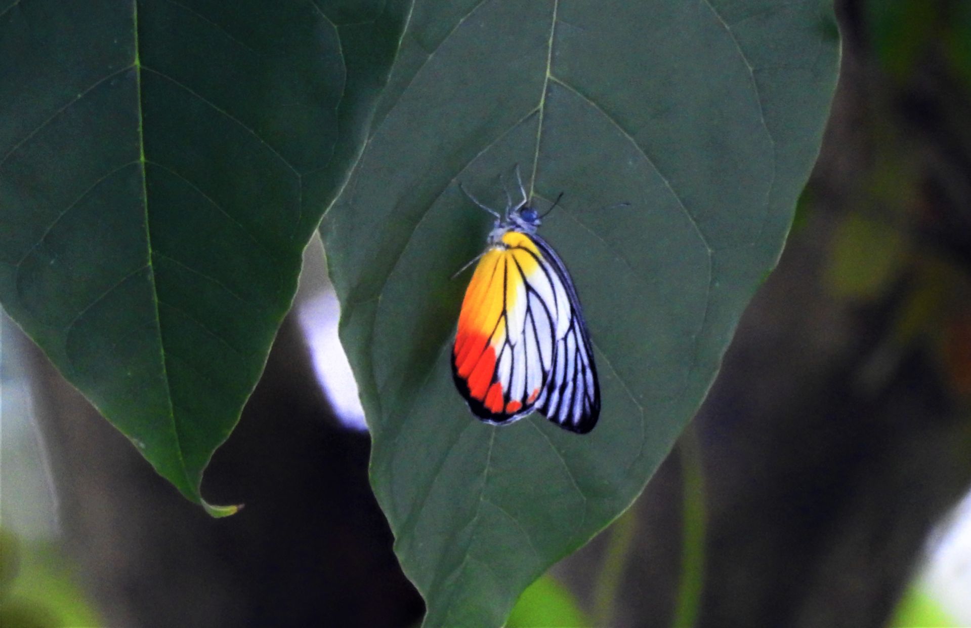 Community photo by Kannan A | Woodlands, Singapore