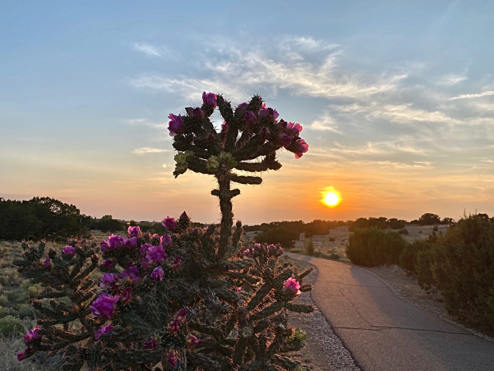 Community photo entitled  by Loretta Davila on 06/20/2020 at Santa Fe, New Mexico