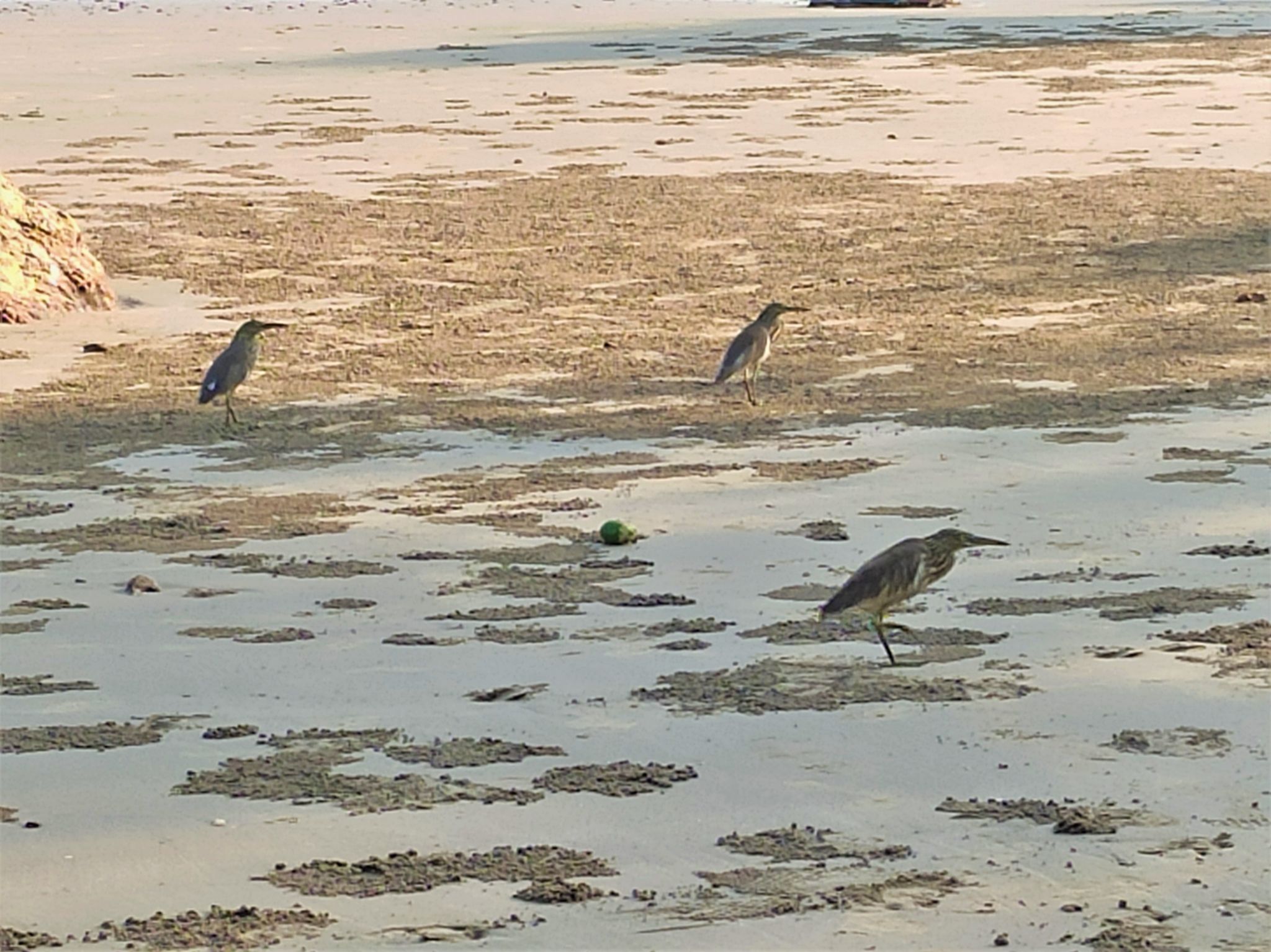 Community photo entitled  by Kedar S Prabhu on 02/21/2020 at Gokarna Beach, Karnataka, India