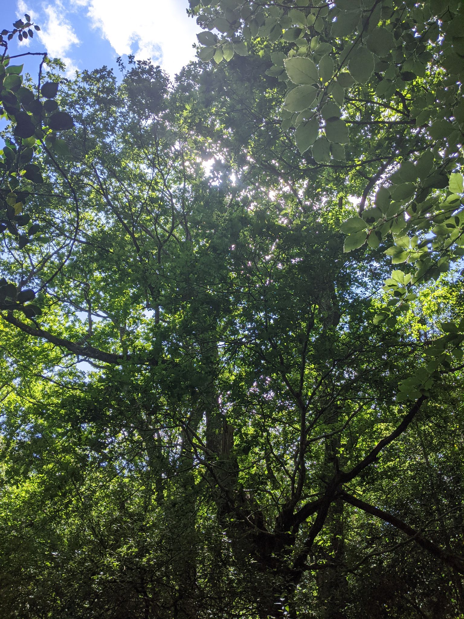 Community photo entitled  by kevan hubbard on 06/14/2020 at New forest national park, Hampshire, England