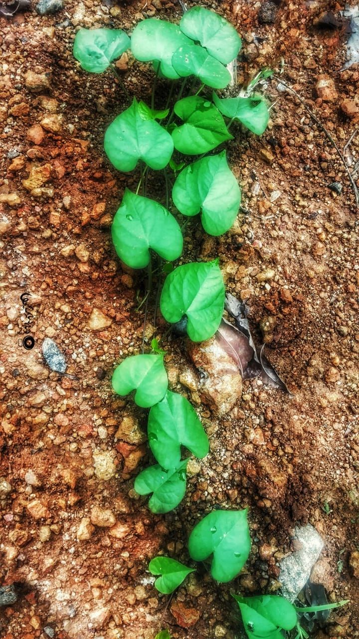 Community photo by Susmith S Mohan | Kerala Agriculture University, Thrissur