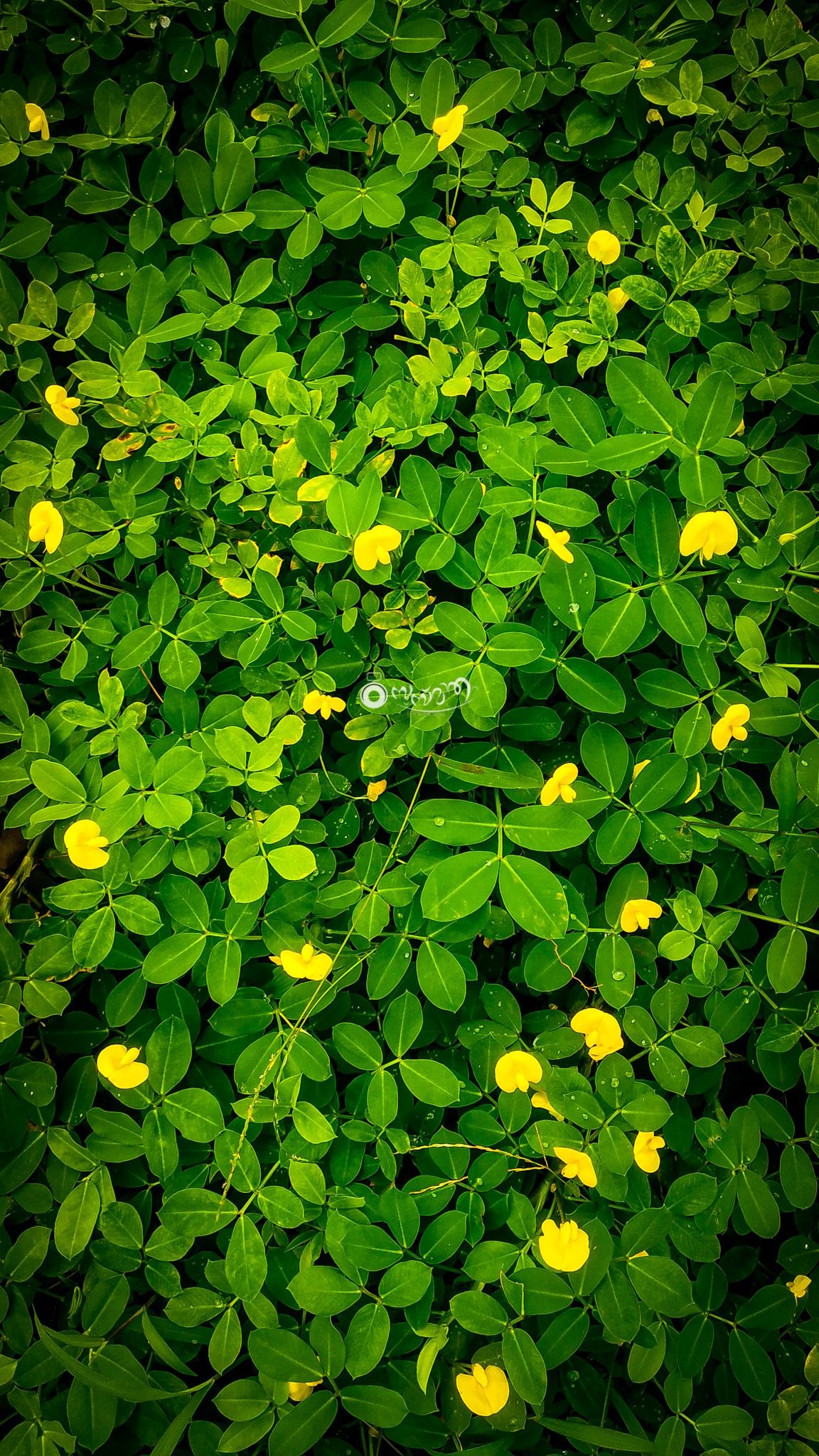 Community photo by SUSMITH S MOHAN | Forestry College, Kerala agriculture university . Thrissur