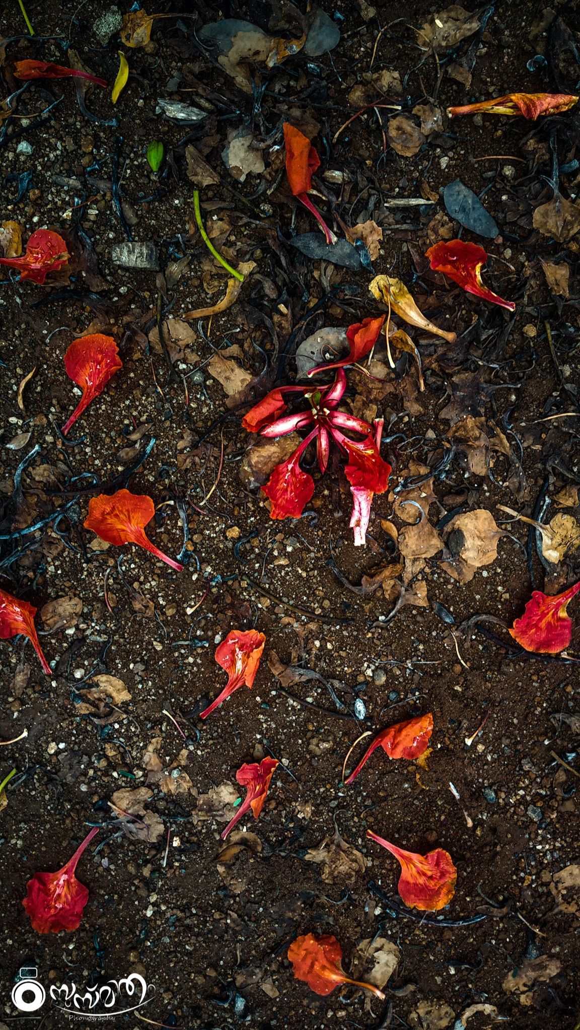 Community photo by SUSMITH S MOHAN | Forestry college, Kerala agriculture University campus