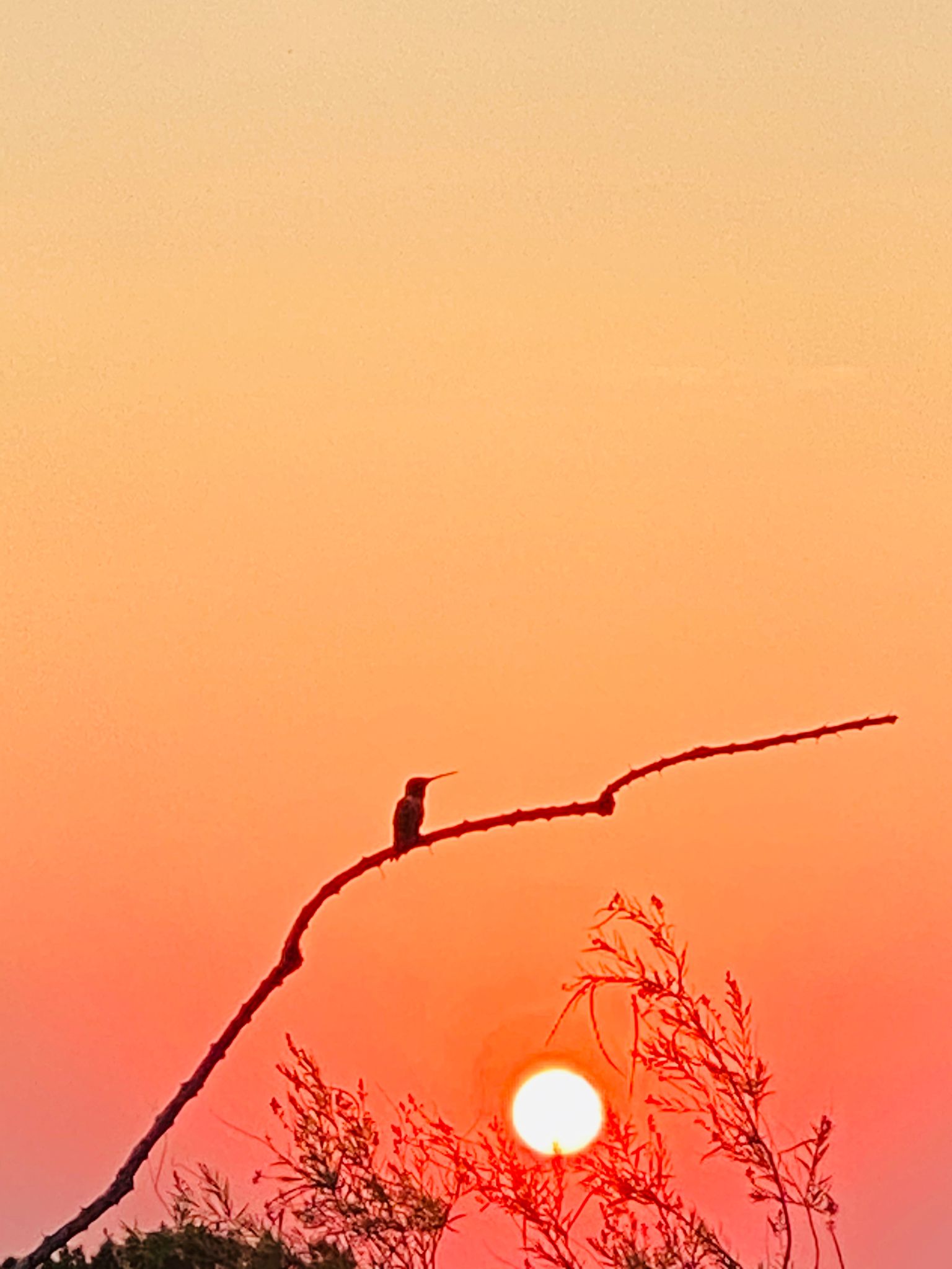 Community photo entitled  by Rose Ellen Caldarella on 06/22/2020 at EL Paso, Texas from my backyard