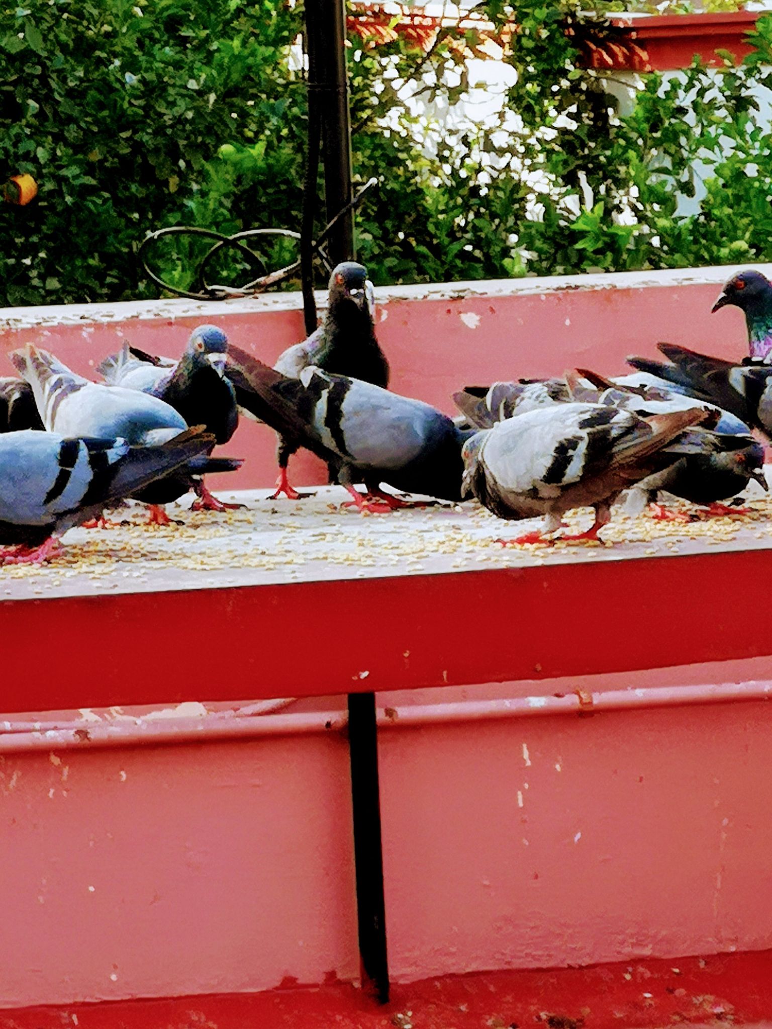 Community photo entitled  by Kandaswamy Natarajan on 06/17/2020 at Chennai  TamilNadu  India