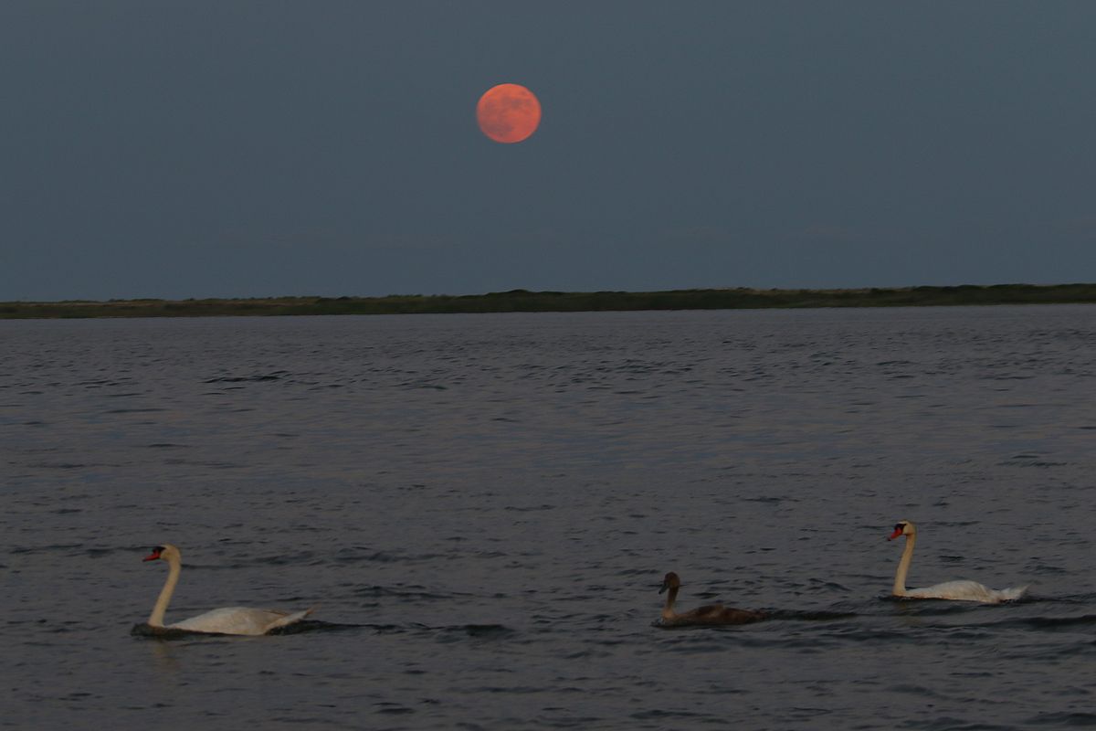 Community photo entitled  by Alexander Krivenyshev on 07/04/2020 at Mastic-shirley Conservation Area, Long Island, NY