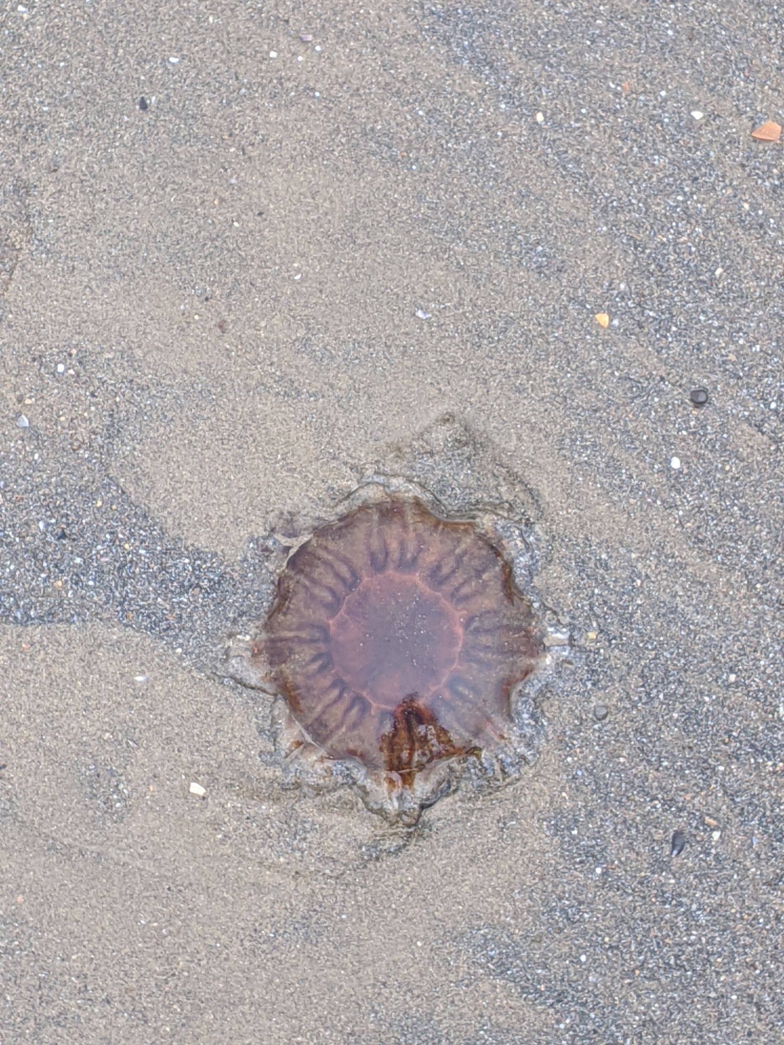 Community photo entitled  by kevan hubbard on 08/26/2020 at Seaton Carew,Co Durham, England