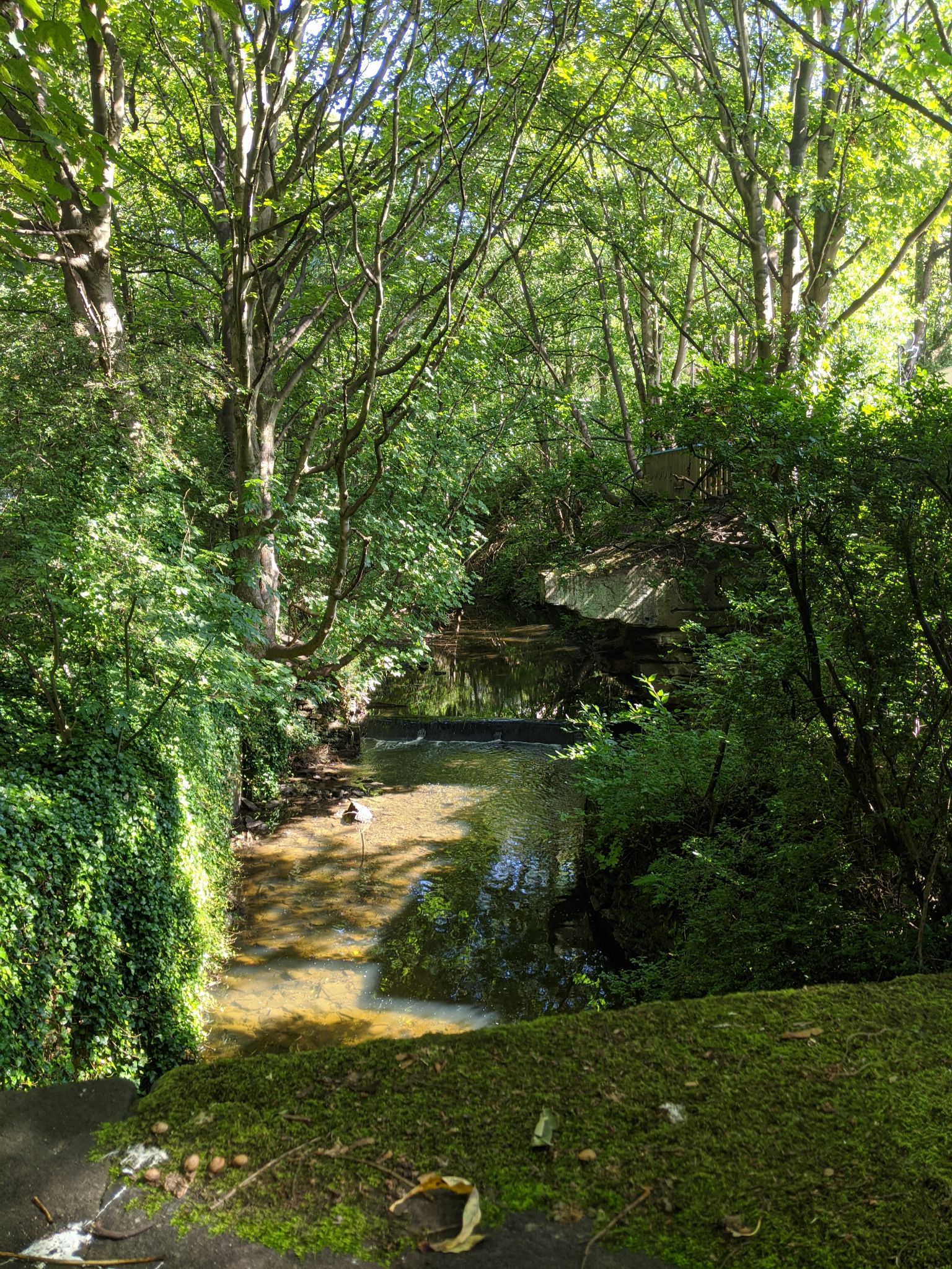 Community photo entitled  by kevan hubbard on 09/01/2020 at Jesmond Dene Park, Newcastle, England