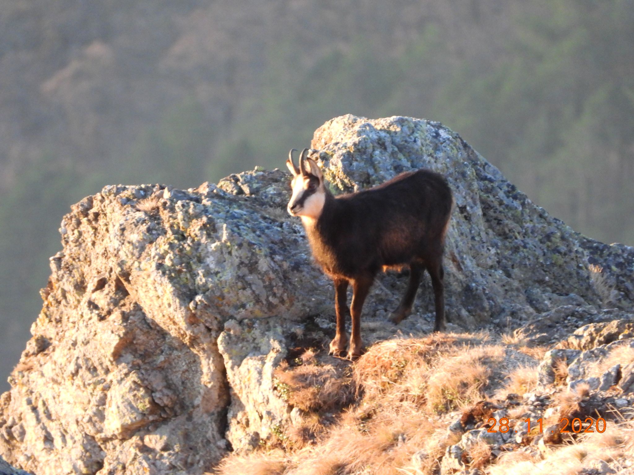 Community photo entitled  by MARASCU ALFONS on 11/28/2020 at MOUNTAIN COZIA-ROMANIA