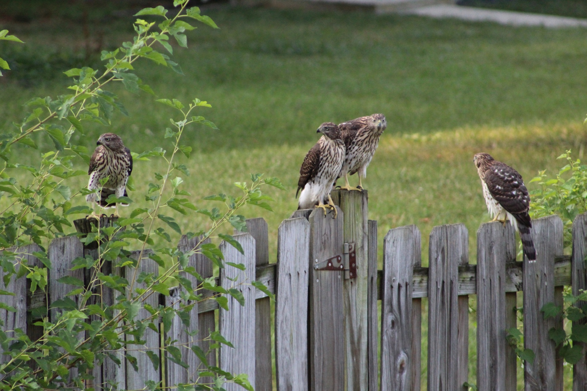 Community photo entitled  by Danielle Cole on 09/19/2020 at Frederick, MD