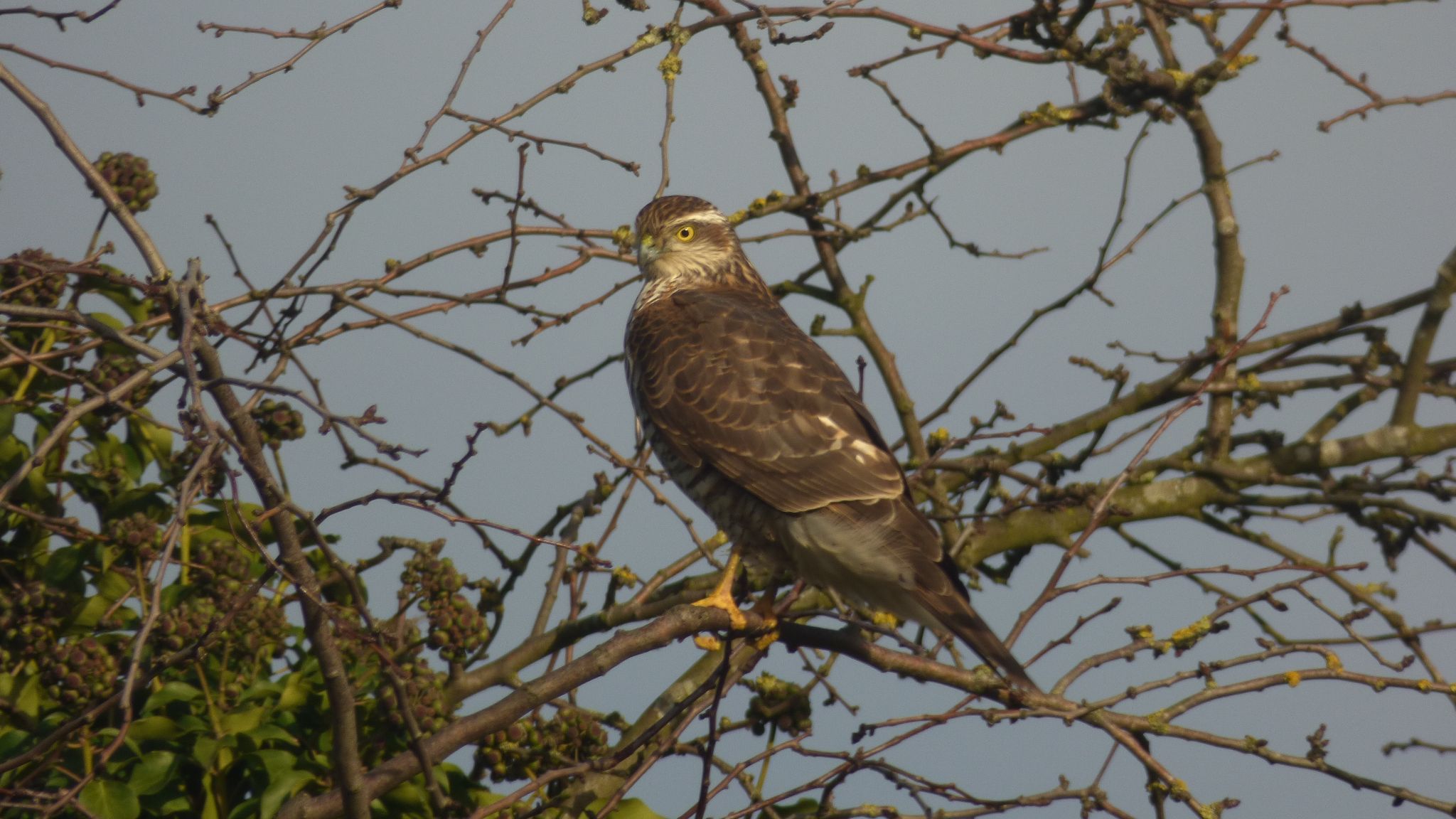 Community photo entitled  by Richard Duffy on 12/01/2020 at Wisbech, England.