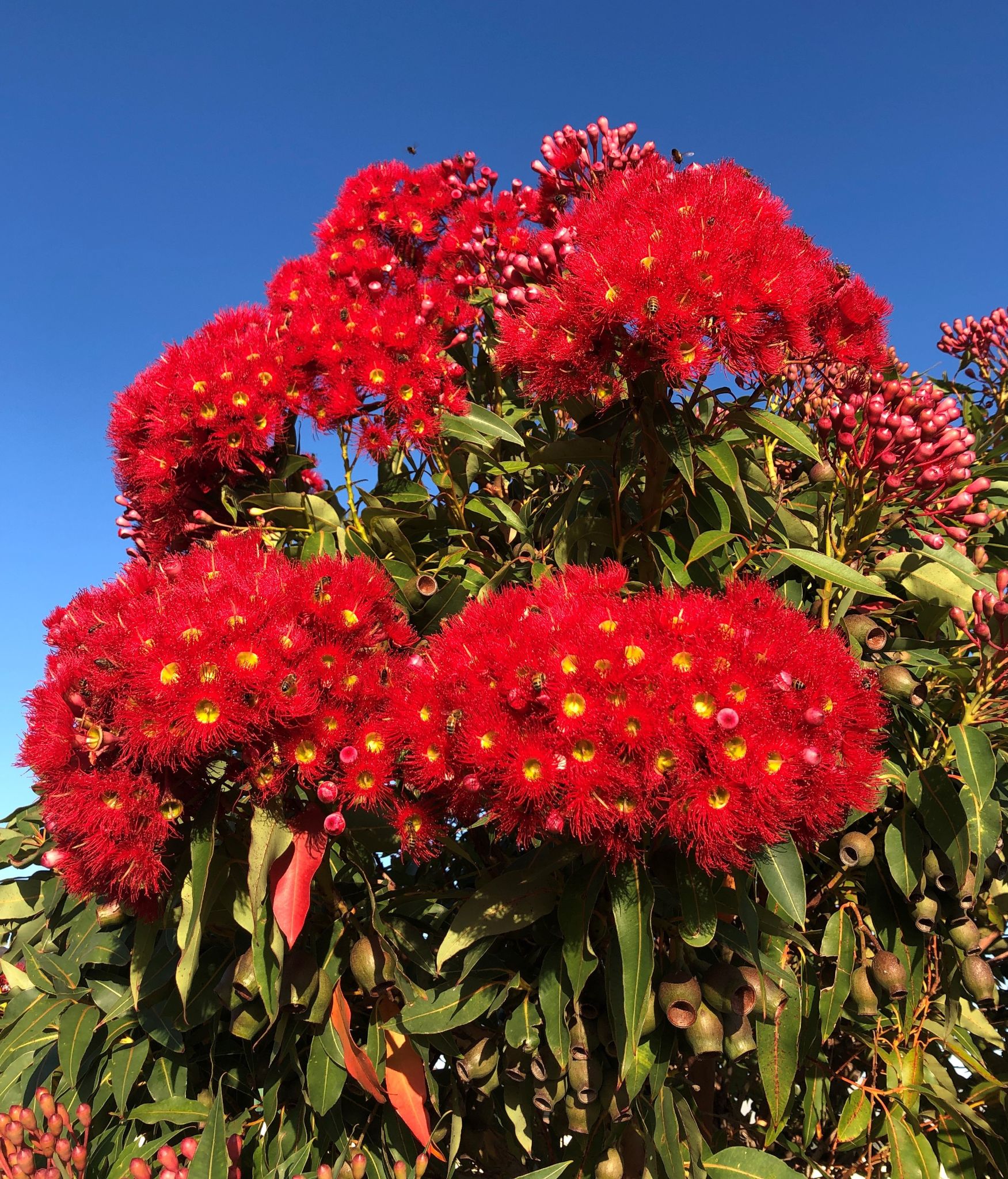 Community photo by GEORGIE JOHNSON | Main Street Bacchus Marsh Walking Path