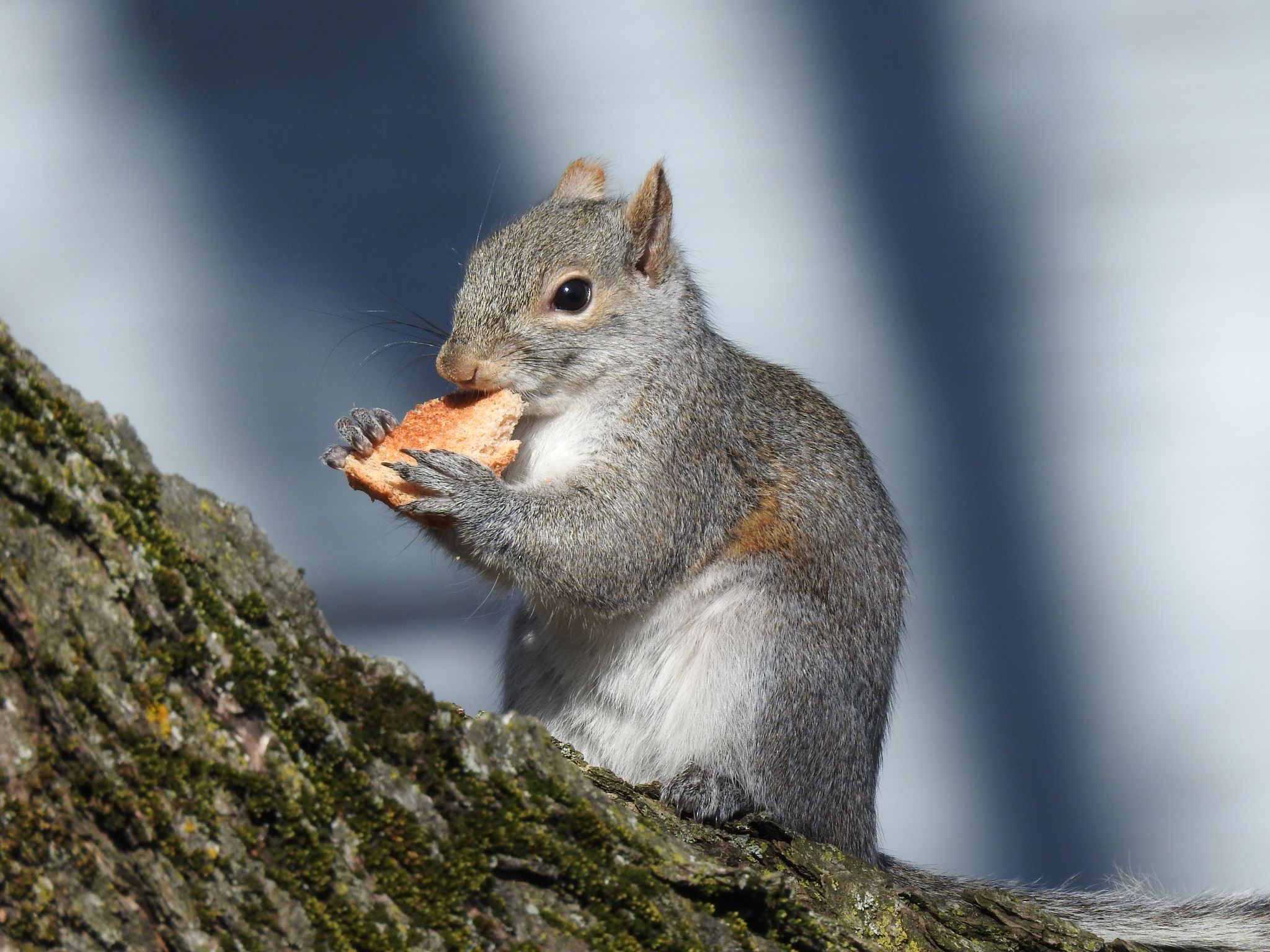 Community photo entitled  by Nina Gorenstein on 03/12/2021 at West Lafayette, IN, USA