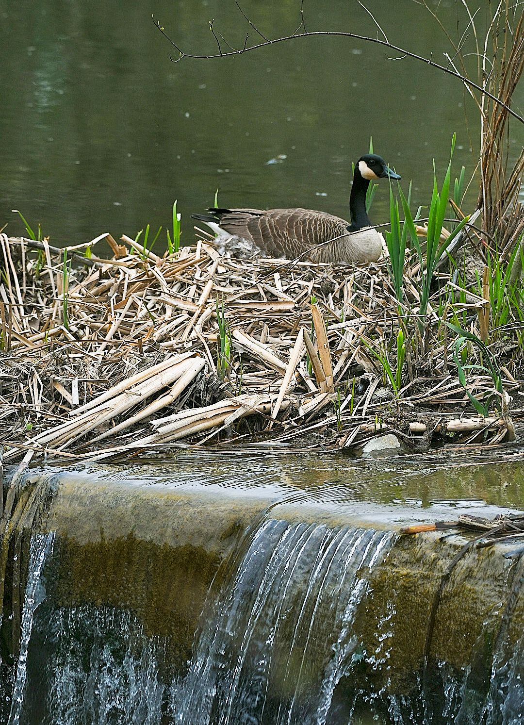 Community photo by Lorraine Boyd | Slingerlands, NY